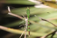 Erythemis vesiculosa