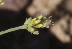 Eriogonum brevicaule cottamii