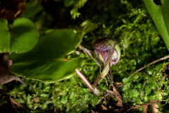 Corybas sulcatus
