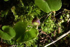 Corybas sulcatus