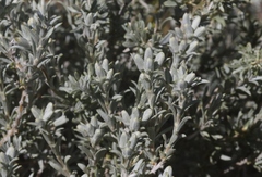 Tetradymia canescens