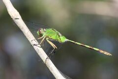 Erythemis vesiculosa