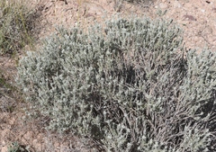 Tetradymia canescens