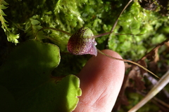 Corybas sulcatus