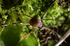 Corybas sulcatus