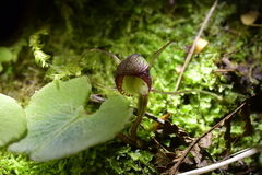 Corybas sulcatus