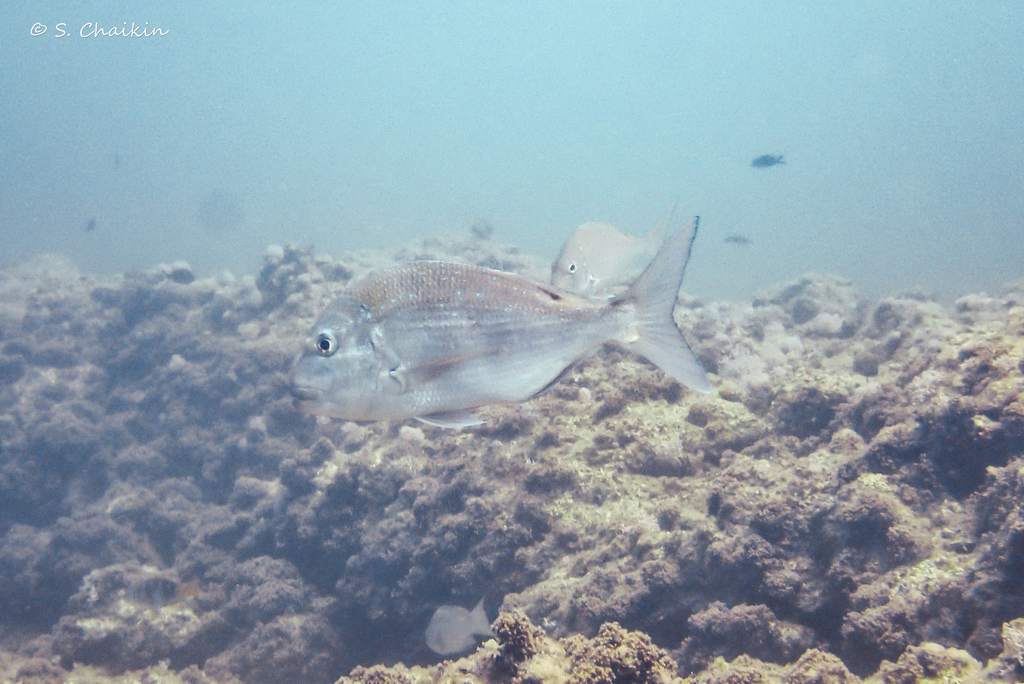 Bluespotted Seabream