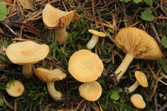 Lactarius alpinus