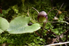 Corybas sulcatus