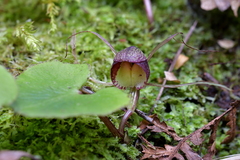 Corybas sulcatus