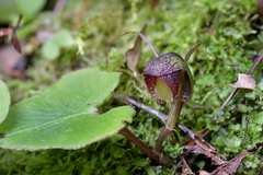 Corybas sulcatus