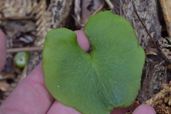 Corybas sulcatus