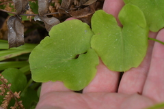 Corybas sulcatus