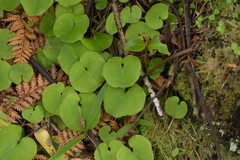 Corybas sulcatus
