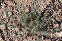 Astragalus kentrophyta