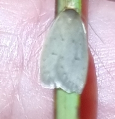 Oecophorinae