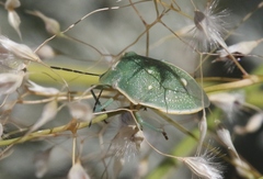 Chlorochroa uhleri