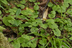 Corybas sulcatus