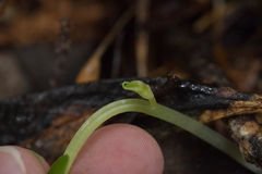 Corybas sulcatus