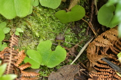 Corybas sulcatus