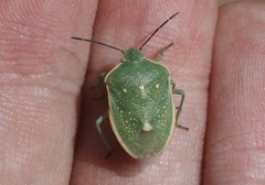 Chlorochroa uhleri