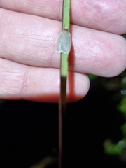 Oecophorinae