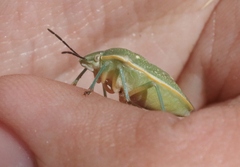 Chlorochroa uhleri