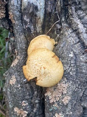 Gymnopilus suberis