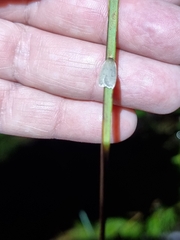 Oecophorinae