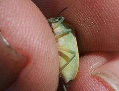 Chlorochroa uhleri