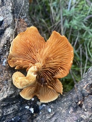 Gymnopilus suberis