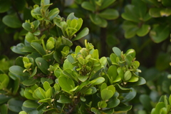 Myrsine chathamica
