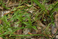 Pterostylis silvicultrix