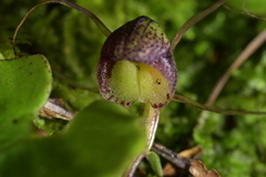 Corybas sulcatus