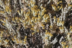 Tetradymia glabrata