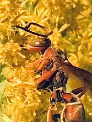 Polistes dorsalis