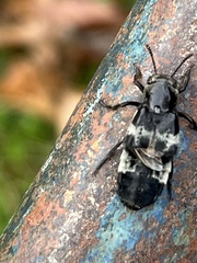 Creophilus maxillosus