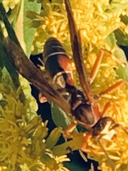 Polistes dorsalis