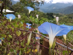 Convolvulaceae