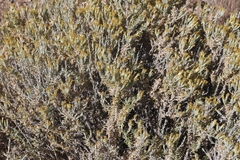 Tetradymia glabrata
