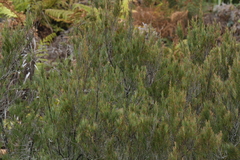 Dracophyllum arboreum