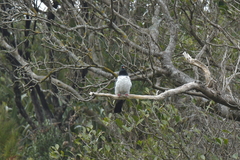 Hemiphaga chathamensis