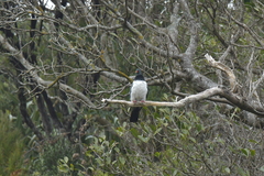 Hemiphaga chathamensis