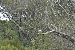 Hemiphaga chathamensis