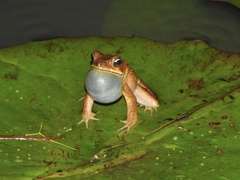 Rhinella ornata