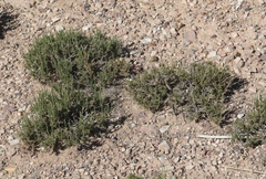Artemisia pygmaea