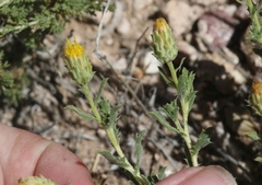 Xanthisma grindelioides