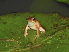 Rhinella ornata