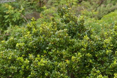 Myrsine chathamica