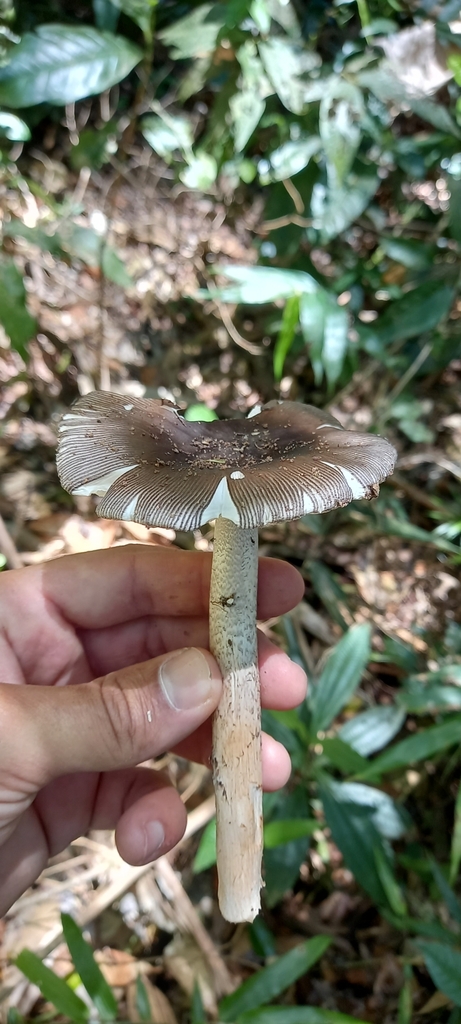 Amanita coacta